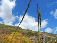 Eremurus spectabilis