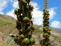 Eremurus spectabilis 2, Saxifraga-Ed Stikvoort