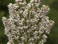 Erica arborea 10, Saxifraga-Willem van Kruijsbergen