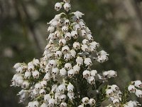 Erica arborea 13, Saxifraga-Willem van Kruijsbergen