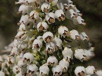 Erica arborea 15, Saxifraga-Willem van Kruijsbergen