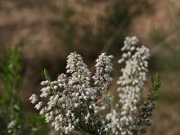 Erica arborea 17, Saxifraga-Dirk Hilbers