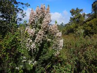 Erica arborea 19, Saxifraga-Ed Stikvoort