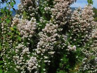 Erica arborea 20, Saxifraga-Ed Stikvoort