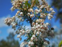 Erica arborea 21, Saxifraga-Ed Stikvoort