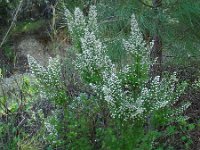 Erica arborea 23, Saxifraga-Ed Stikvoort