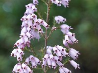 Erica arborea 24, Saxifraga-Harry Jans