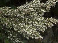 Erica arborea 28, Saxifraga-Willem van Kruijsbergen