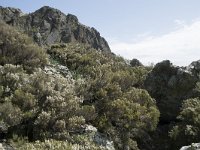 Erica arborea 29, Saxifraga-Willem van Kruijsbergen