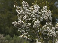 Erica arborea 3, Saxifraga-Jan van der Straaten