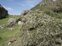 Erica arborea 32, Saxifraga-Willem van Kruijsbergen