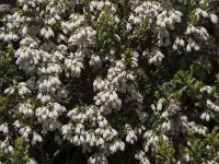 Erica arborea 34, Saxifraga-Willem van Kruijsbergen