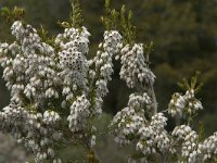 Erica arborea 4, Saxifraga-Jan van der Straaten