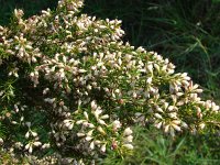 Erica arborea 6, Saxifraga-Jasenka Topic