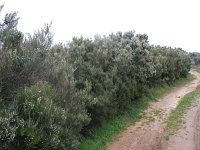 Erica arborea 7, Saxifraga-Jasenka Topic