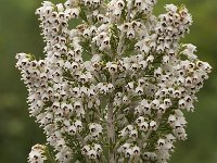 Erica arborea 8, Saxifraga-Willem van Kruijsbergen