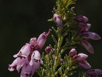 Erica australis 12, Saxifraga-Willem van Kruijsbergen