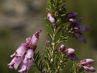 Erica australis 13, Saxifraga-Willem van Kruijsbergen