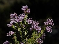 Erica australis 20, Saxifraga-Willem van Kruijsbergen