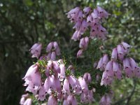 Erica australis 22, Saxifraga-Ed Stikvoort