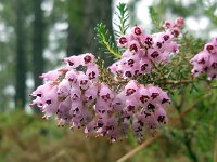 Erica australis 23, Saxifraga-Ed Stikvoort