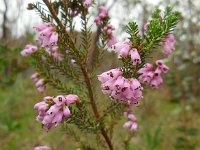 Erica australis 24, Saxifraga-Ed Stikvoort