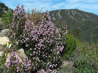 Erica australis 25, Saxifraga-Ed Stikvoort