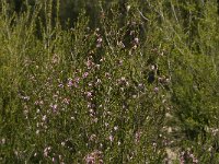 Erica australis 4, Saxifraga-Jan van der Straaten