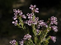 Erica australis 6, Saxifraga-Jan van der Straaten