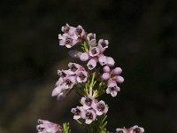 Erica australis 7, Saxifraga-Jan van der Straaten