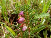 Erica carnea 5, Saxifraga-Ed Stikvoort