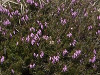 Erica carnea 7, Saxifraga-Willem van Kruijsbergen