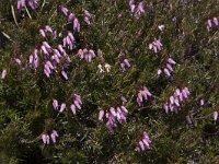 Erica carnea 8, Saxifraga-Willem van Kruijsbergen