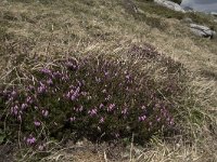 Erica carnea 9, Saxifraga-Willem van Kruijsbergen