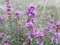 Erica cinerea 10, Rode dophei, Saxifraga-Rutger Barendse