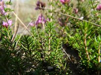 Erica cinerea 13, Rode dophei, Saxifraga-Rutger Barendse