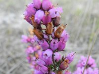 Erica cinerea 14, Rode dophei, Saxifraga-Rutger Barendse