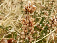 Erica cinerea 15, Rode dophei, Saxifraga-Rutger Barendse