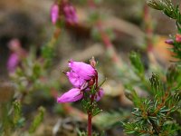 Erica cinerea 17, Rode dophei, Saxifraga-Dirk Hilbers