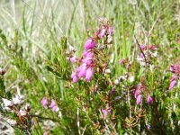 Erica cinerea 21, Rode dophei, Saxifraga-Rutger Barendse