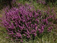 Erica cinerea 28, Rode dophei, Saxifraga-Ed Stikvoort : Poncebos - Cordiñanes de Valdeón s9900