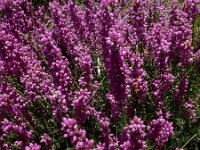 Erica cinerea 32, Rode dophei, Saxifraga-Ed Stikvoort : Poncebos - Cordiñanes de Valdeón s9900