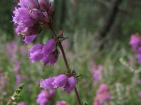 Erica cinerea 5, Rode dophei, Saxifraga-Rutger Barendse