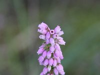 Erica cinerea 7, Rode dophei, Saxifraga-Dirk Hilbers