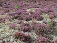 Erica cinerea 8, Rode dophei, Saxifraga-Dirk Hilbers