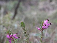 Erica herbacea 2, Sneeuwhei, Saxifraga-Jeroen Willemsen