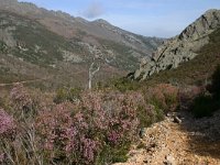 Erica lusitanica 3, Saxifraga-Dirk Hilbers