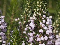 Erica lusitanica 4, Saxifraga-Willem van Kruijsbergen