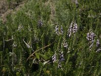 Erica lusitanica 5, Saxifraga-Willem van Kruijsbergen