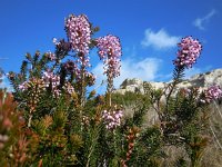 Erica multiflora 6, Saxifraga-Ed Stikvoort